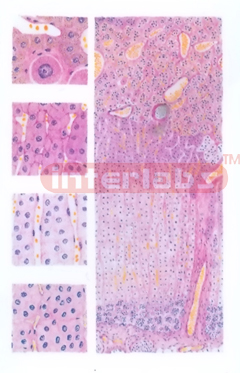 MICROSTRUCTURE OF ADRENAL GLAND MODEL